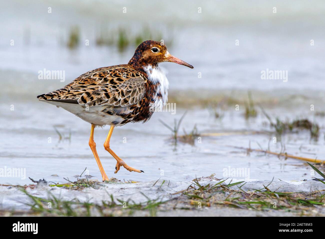 Kampfläufer (Philomachus pugnax) Männchen Banque D'Images