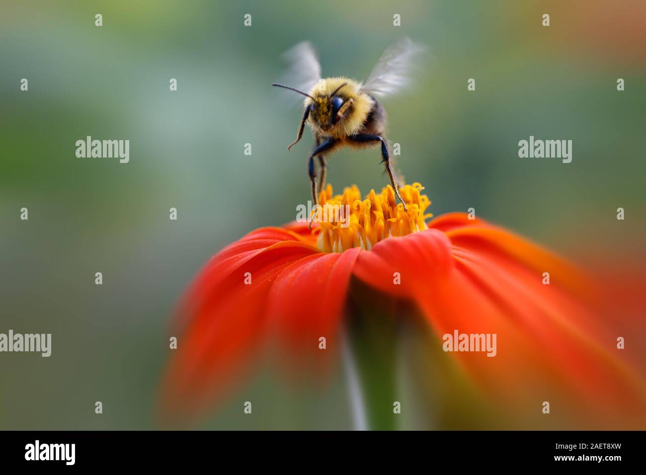 Bumblebee laissant fleur orange Banque D'Images