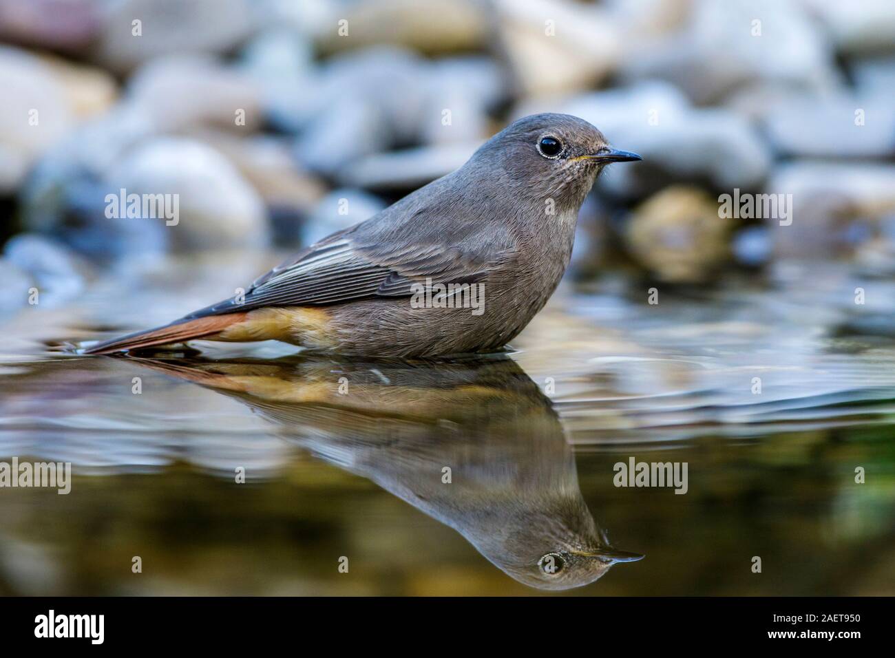 Hausrotschwanz (Phoenicurus ochruros) Banque D'Images