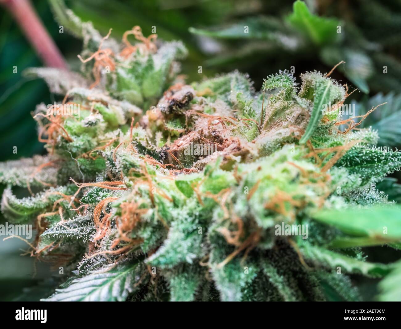 Plante de cannabis HDR Fleurs Banque D'Images