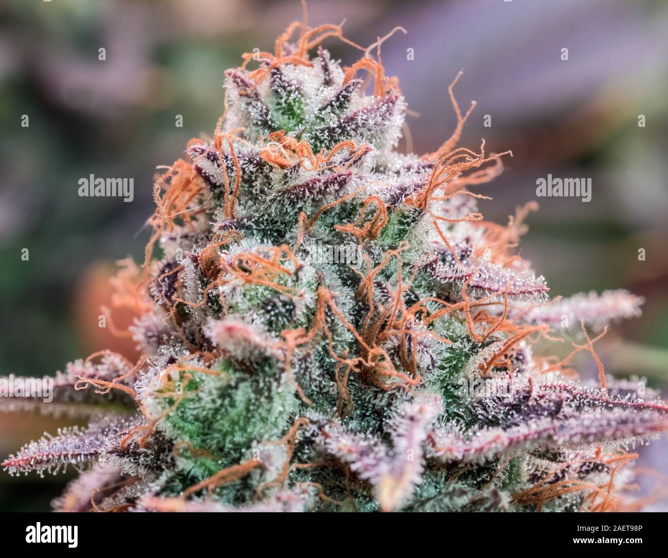 Plante de cannabis HDR Fleurs Banque D'Images