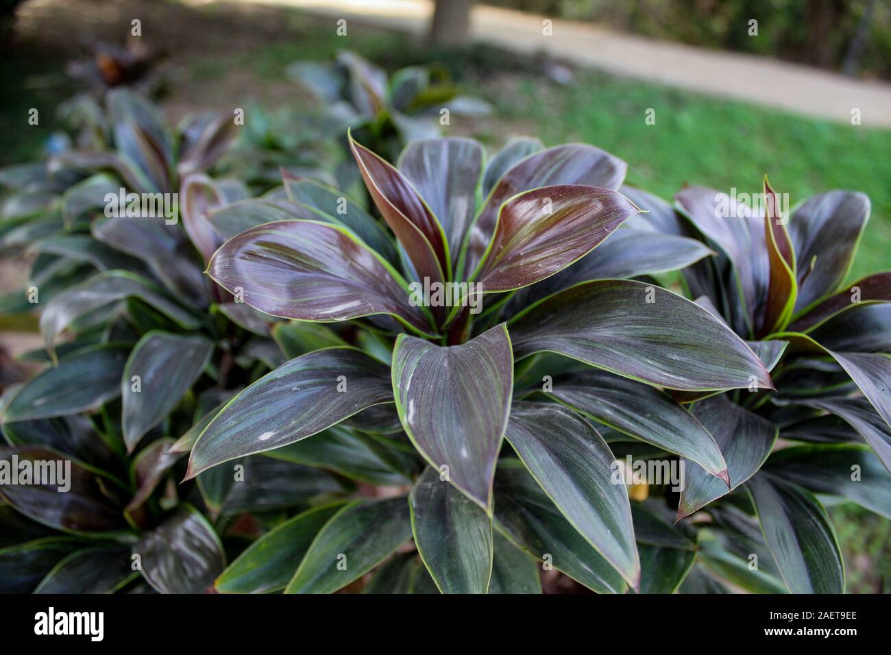 La belle nature, les feuilles des plantes Ti Gros plan Cordyline Scène naturelles Banque D'Images
