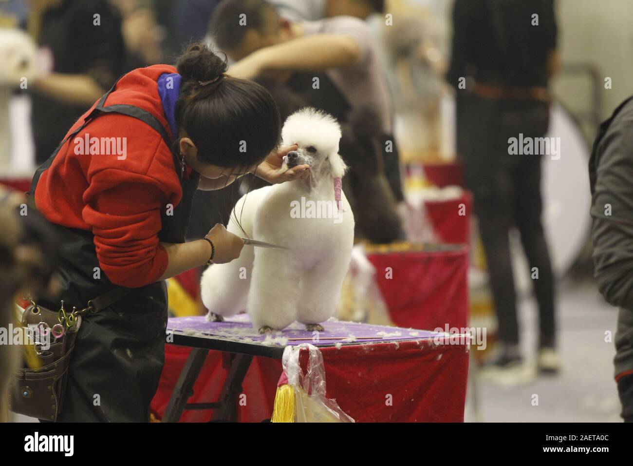 Un animal domestique toiletteur palefreniers un chien à l'animal de qualification au toiletteur de Zhengzhou city, province du Henan en Chine centrale, 7 novembre 2019. Banque D'Images