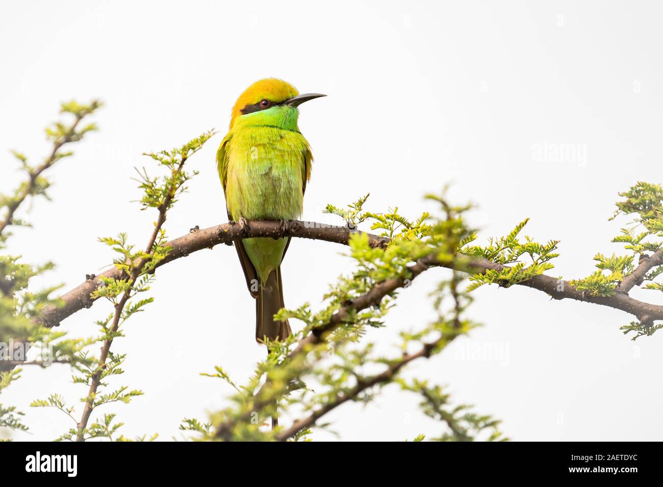 Green Bee Eater isolé perché à l'état sauvage en vue rapprochée dans une forêt indienne Banque D'Images