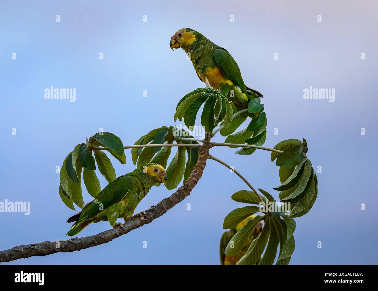 À face jaune Alipiopsitta xanthops (perroquets) sur leur perchoir. Tocantins, au Brésil, en Amérique du Sud. Banque D'Images