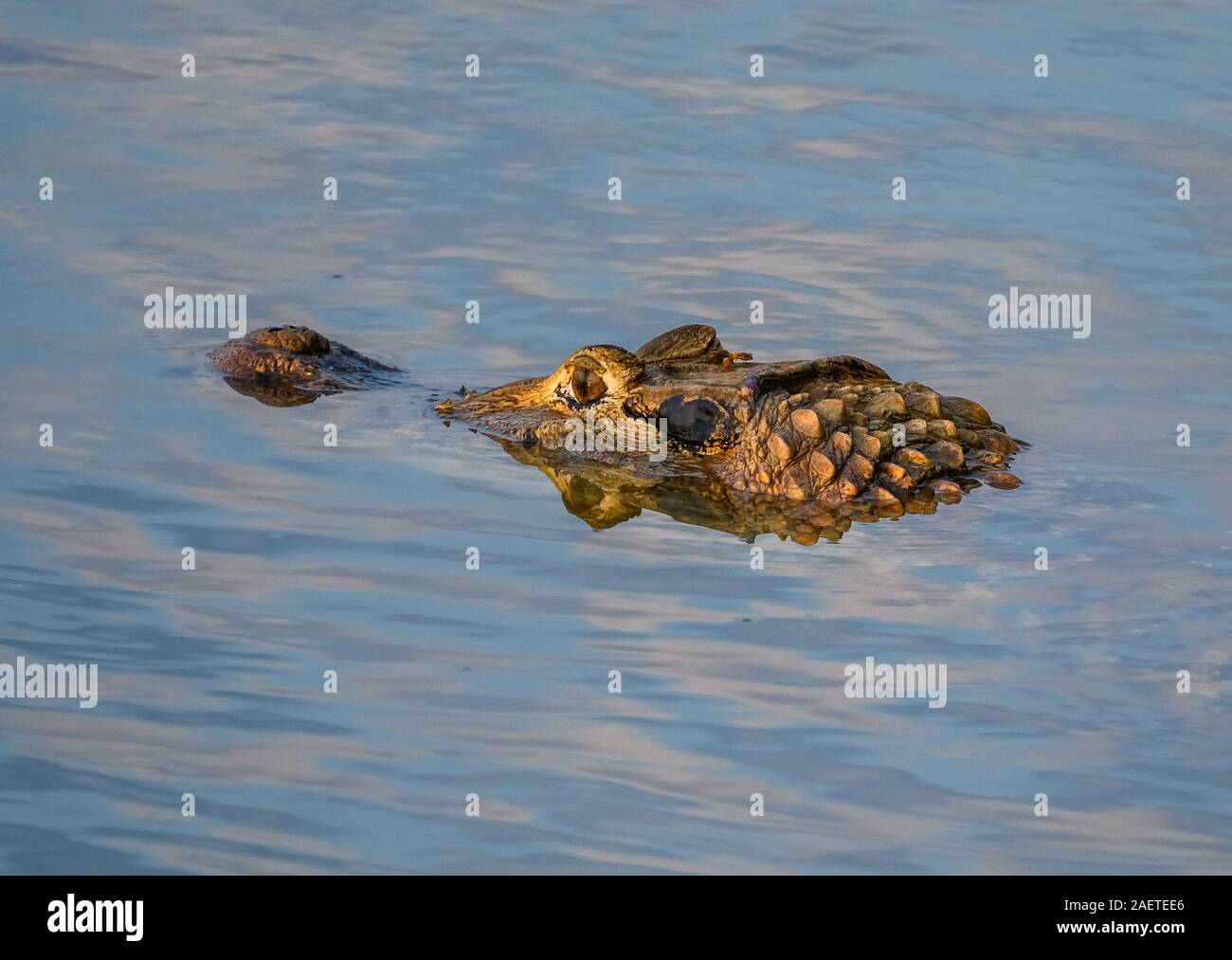Close-up de la tête et des yeux d'un crocodile dans l'Araguaia Rio. Tocantins, au Brésil, en Amérique du Sud. Banque D'Images
