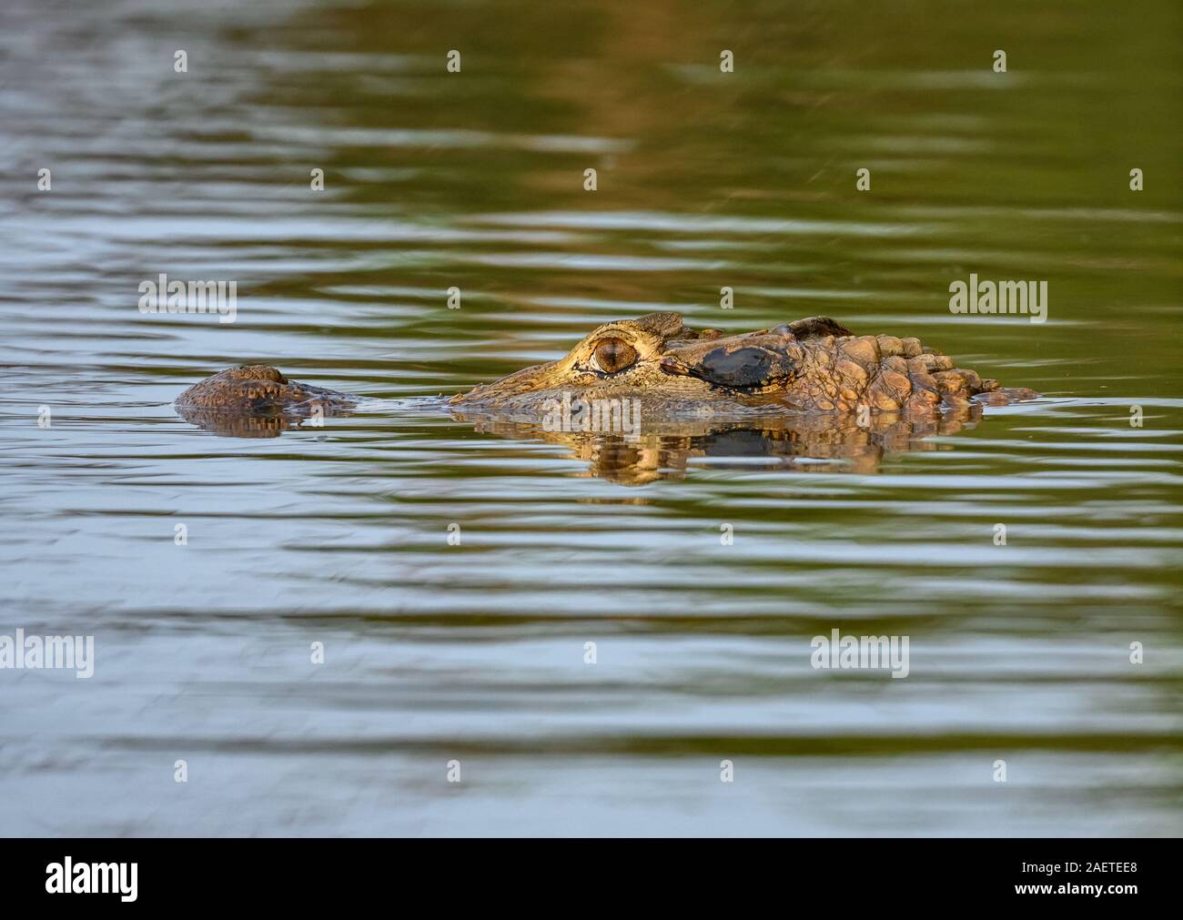 Close-up de la tête et des yeux d'un crocodile dans l'Araguaia Rio. Tocantins, au Brésil, en Amérique du Sud. Banque D'Images