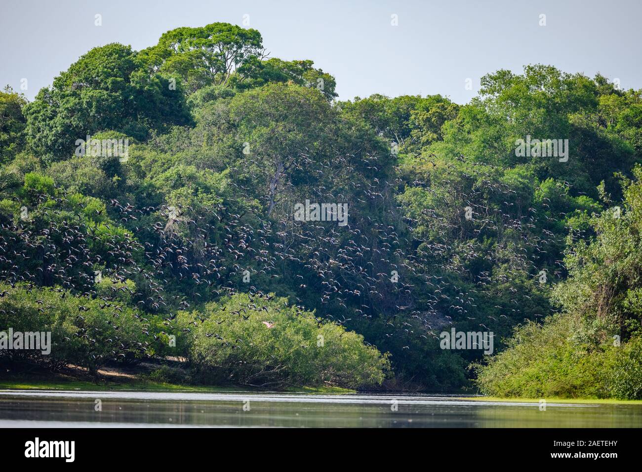 Un grand troupeau de Whistling-Ducks à ventre noir (Dendrocygna autumnalis) volant au-dessus de Rio Tocantins, Brésil Javaes., l'Amérique du Sud. Banque D'Images