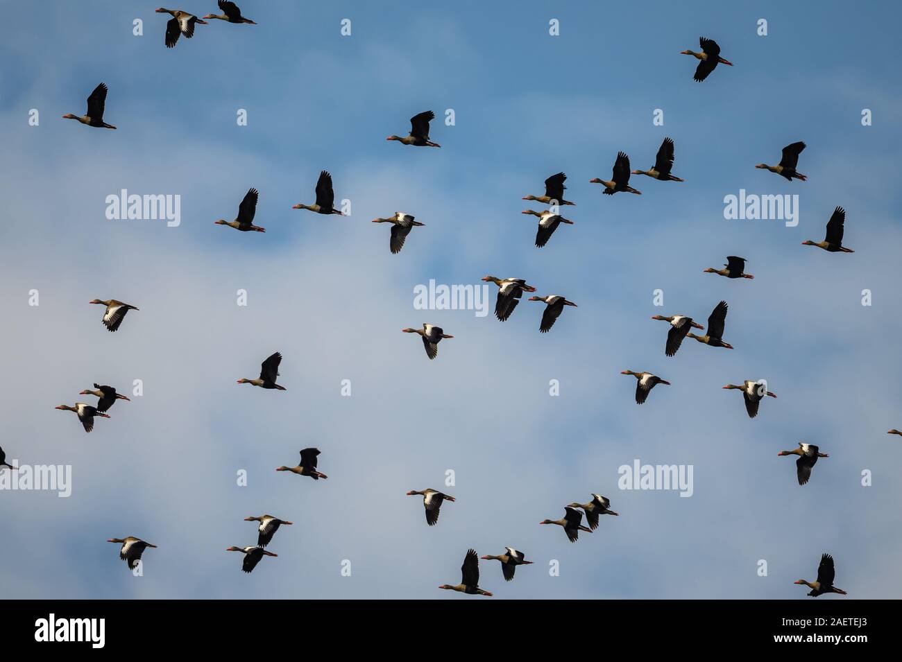 Un troupeau de Black-bellied ( Whistling-Ducks) volant au-dessus. Tocantins, au Brésil, en Amérique du Sud. Banque D'Images