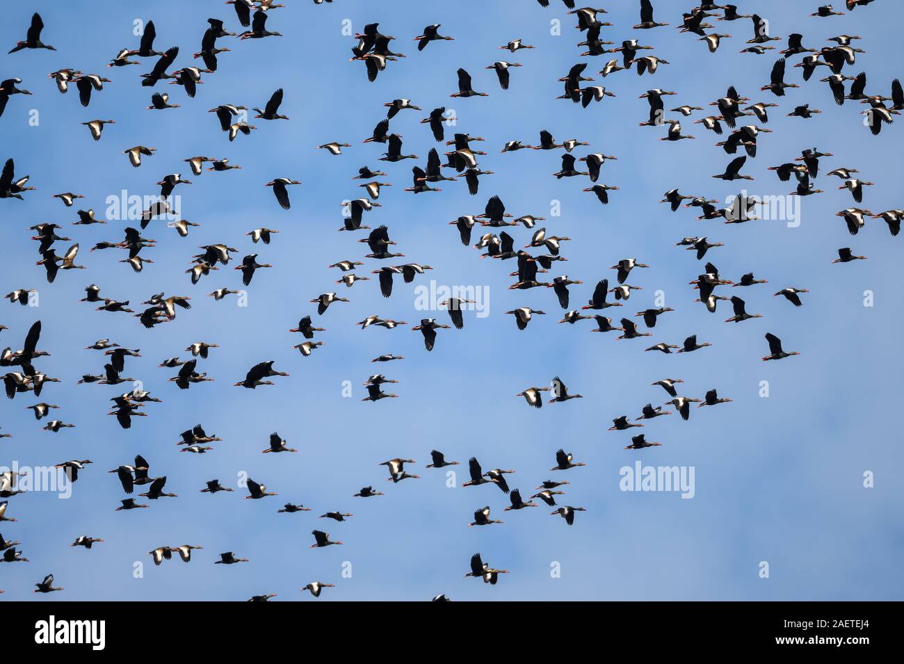 Un grand troupeau de Whistling-Ducks à ventre noir (Dendrocygna autumnalis) volant au-dessus. Tocantins, au Brésil, en Amérique du Sud. Banque D'Images
