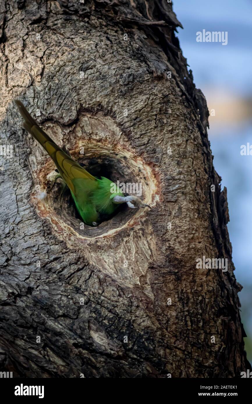 Un collier sauvages parrot entrant dans son nid sur un tronc dans la forêt Banque D'Images