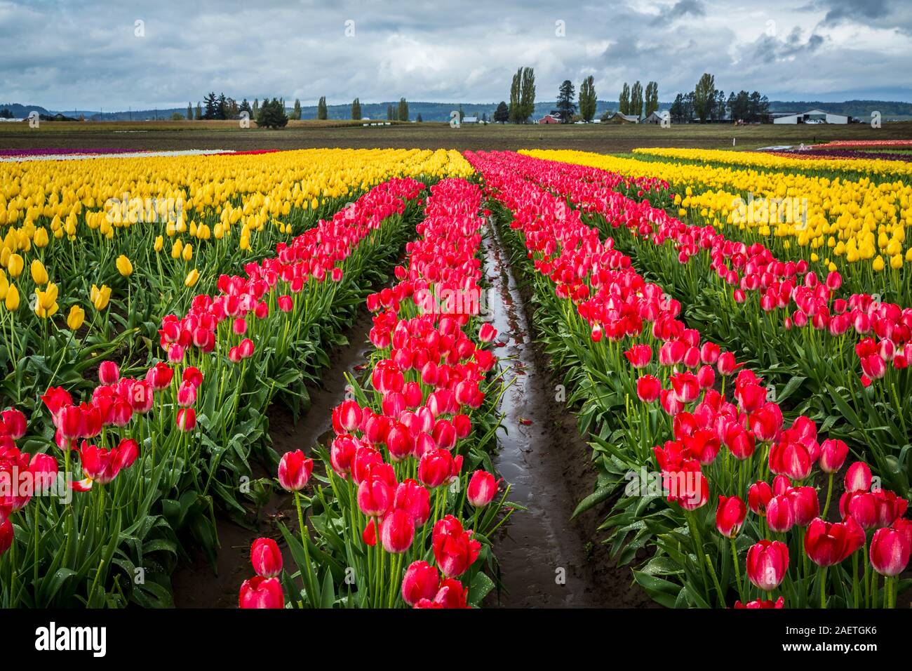 Les champs de tulipes Roozengaarde près de Mount Vernon, Washington, USA. Banque D'Images