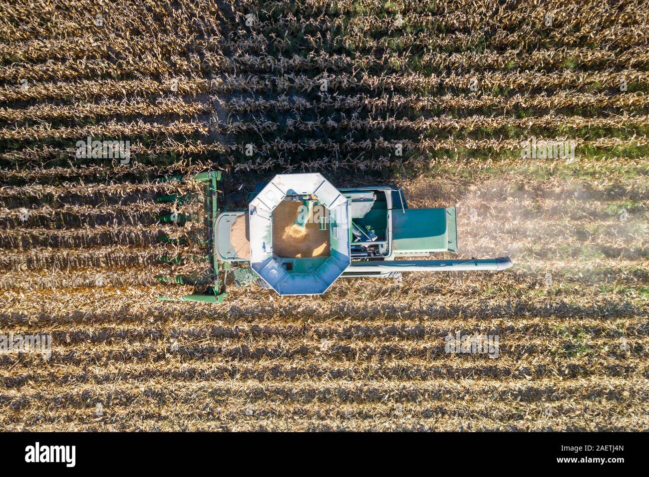 Un agriculteur utilise une moissonneuse-batteuse pour récolter le maïs , Centreville, Maryland. Banque D'Images