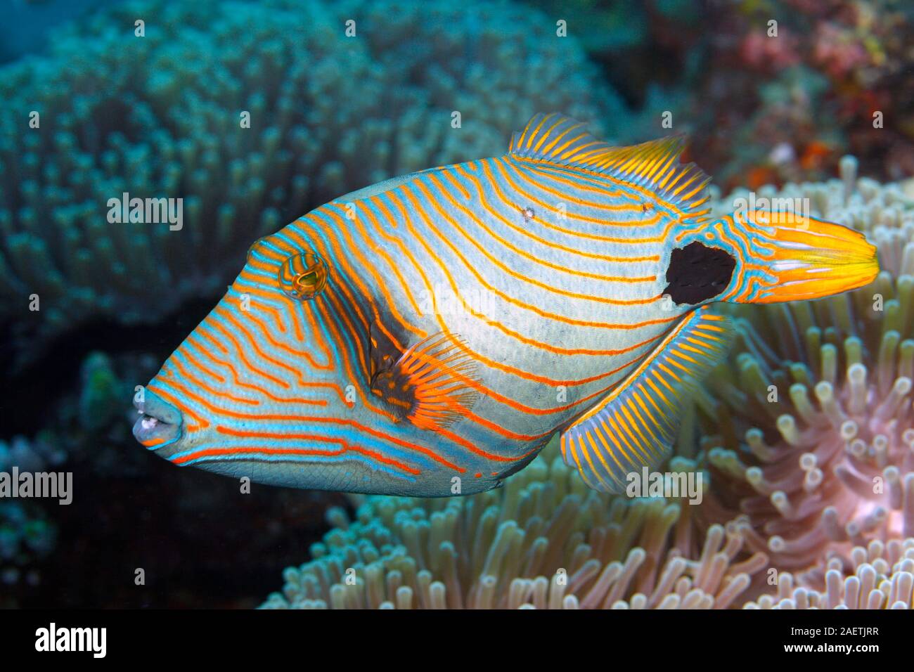 Balistapus undulatus balistes, Orange-Lined. Tulamben, Bali, Indonésie. La mer de Bali, de l'Océan Indien Banque D'Images