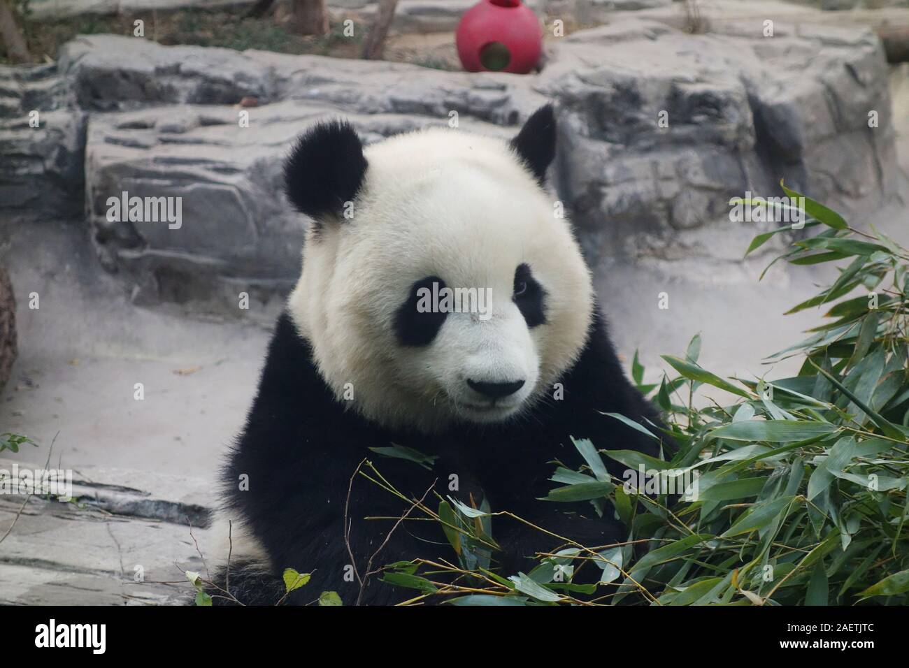 Un an panda mange du bambou au Panda House en zoo de Pékin à Beijing, Chine, 26 novembre 2019. Banque D'Images