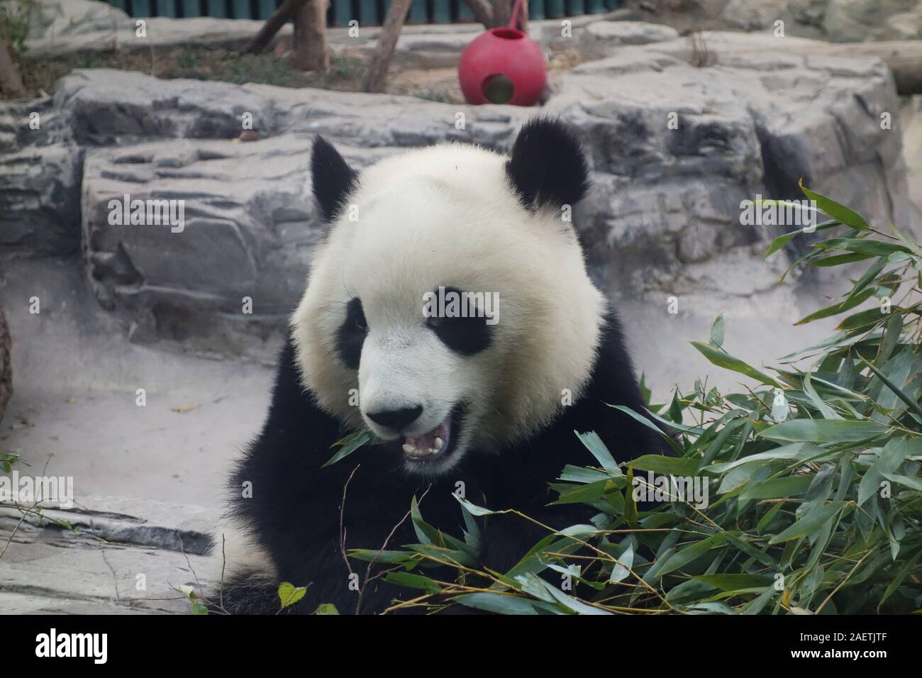 Un an panda mange du bambou au Panda House en zoo de Pékin à Beijing, Chine, 26 novembre 2019. Banque D'Images