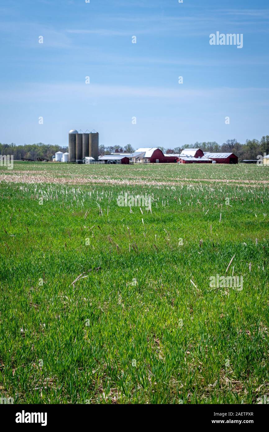 Couvrir les cultures qui poussent sur les terres agricoles du comté de Kent, Rock Hall, Maryland. Banque D'Images