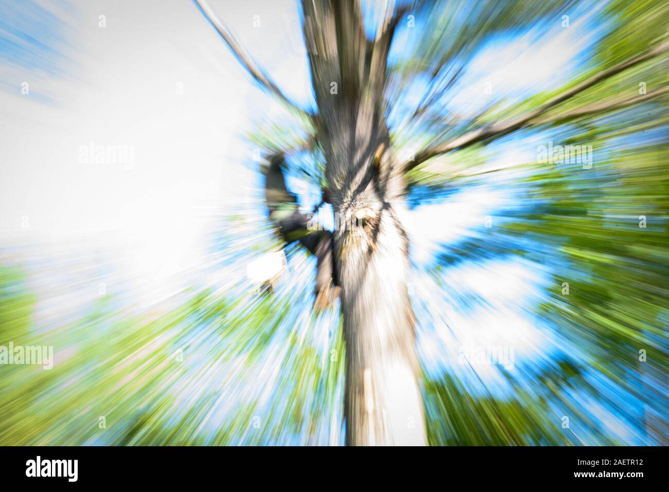 Au travail de l'arboriste couper des arbres en forêt mixte de feuillus, Vermont, USA. Banque D'Images