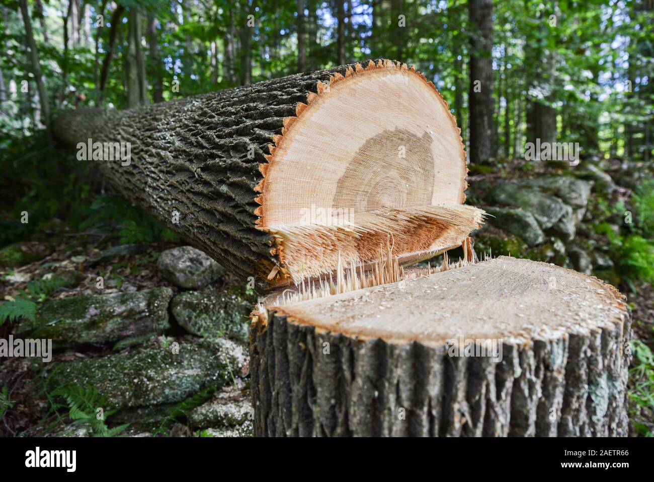 Arboriste raccourcit le frêne en bonne santé près de house dans le Vermont, craignant qu'il ne succombe à l'térébrants et devenir dangereux article Deadwood. Banque D'Images