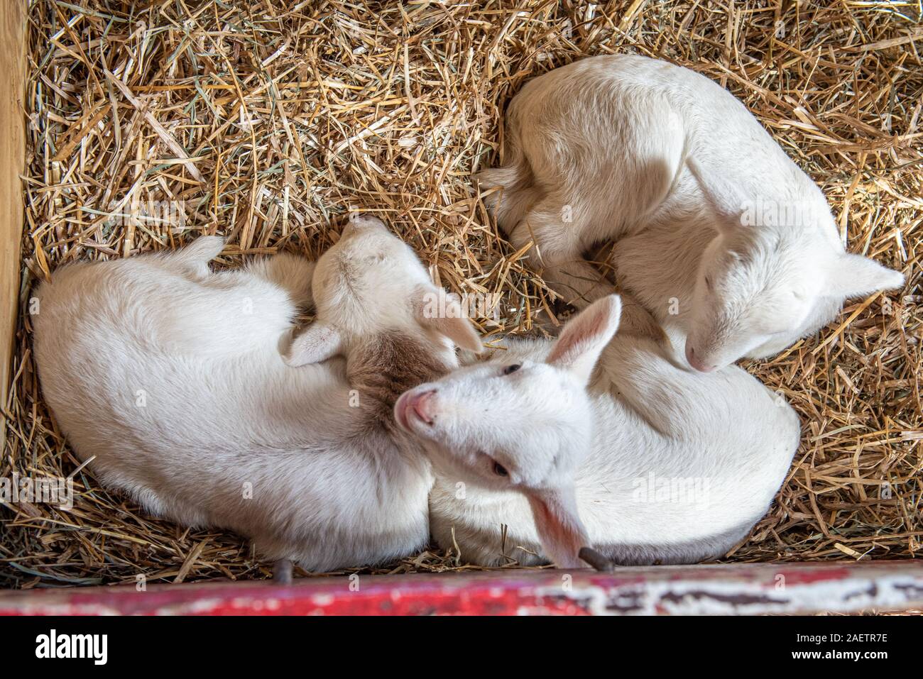 Agneaux curling pour une sieste pendant que l'un est curieux au sujet de l'appareil photo, bergerie, Campus de l'UMD, au Maryland. Banque D'Images