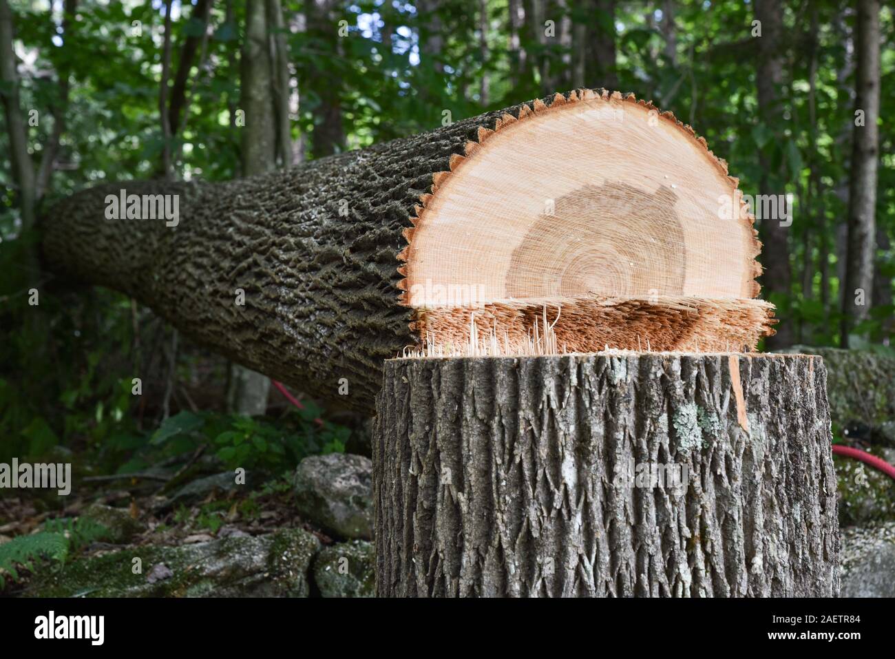 Arboriste raccourcit le frêne en bonne santé près de house dans le Vermont, craignant qu'il ne succombe à l'térébrants et devenir dangereux article Deadwood. Banque D'Images