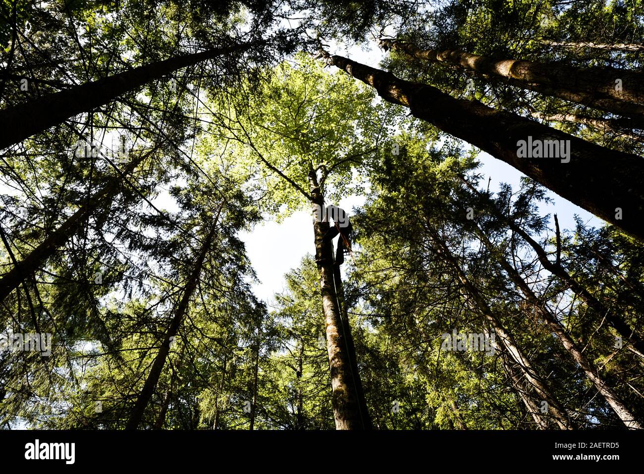 Au travail de l'arboriste couper des arbres en forêt mixte de feuillus, Vermont, USA. Banque D'Images