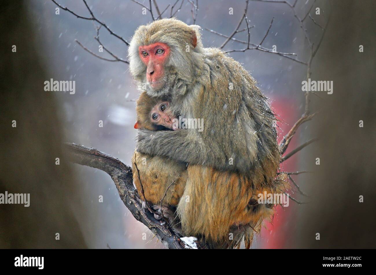 Un parent en étreignant un singe singe pour enfants sur un arbre dans la neige à Lianyungang, ville de la Chine de l'est de la province de Jiangsu, le 22 novembre 2019. Banque D'Images