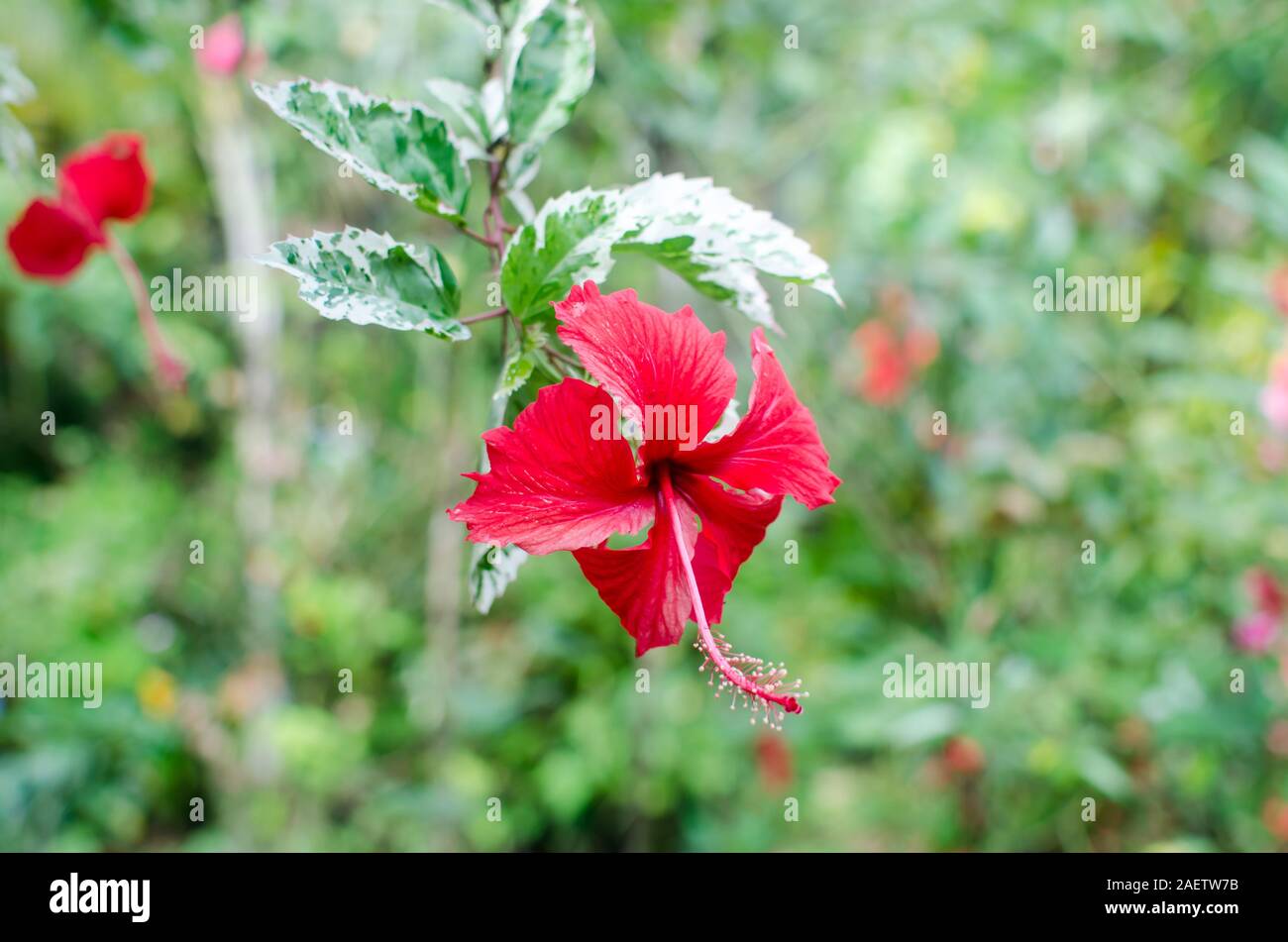 hibiscus-panach-banque-de-photographies-et-d-images-haute-r-solution