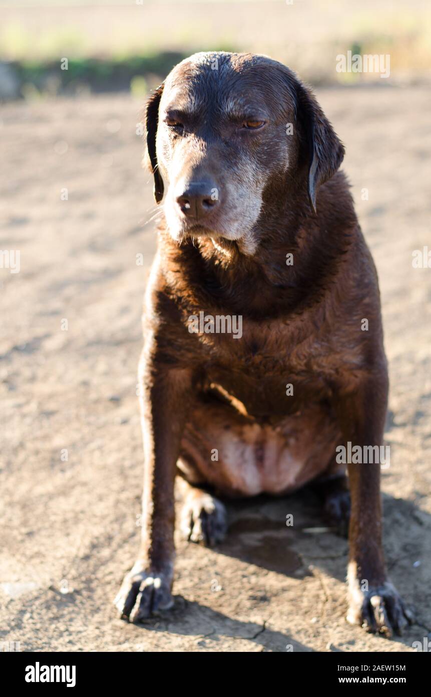 Misérable humide funny dog labrador retriever chocolat Banque D'Images