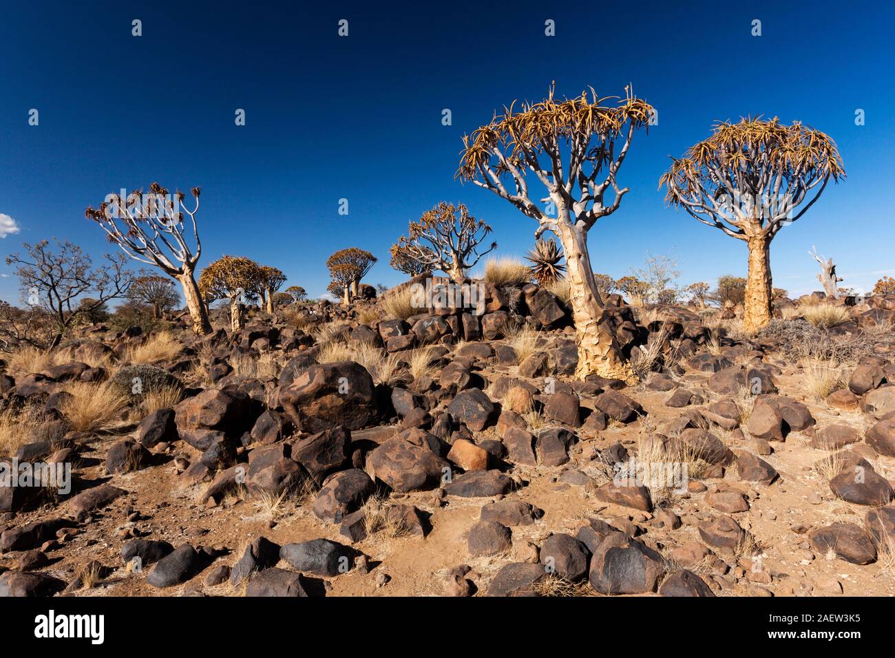 Forêt d'arbres de quiver, dichotoma d'Aloe, plante succulente géante, tôt le matin, Keetmanshoop, Région de Karas, Namibie, Afrique australe, Afrique Banque D'Images