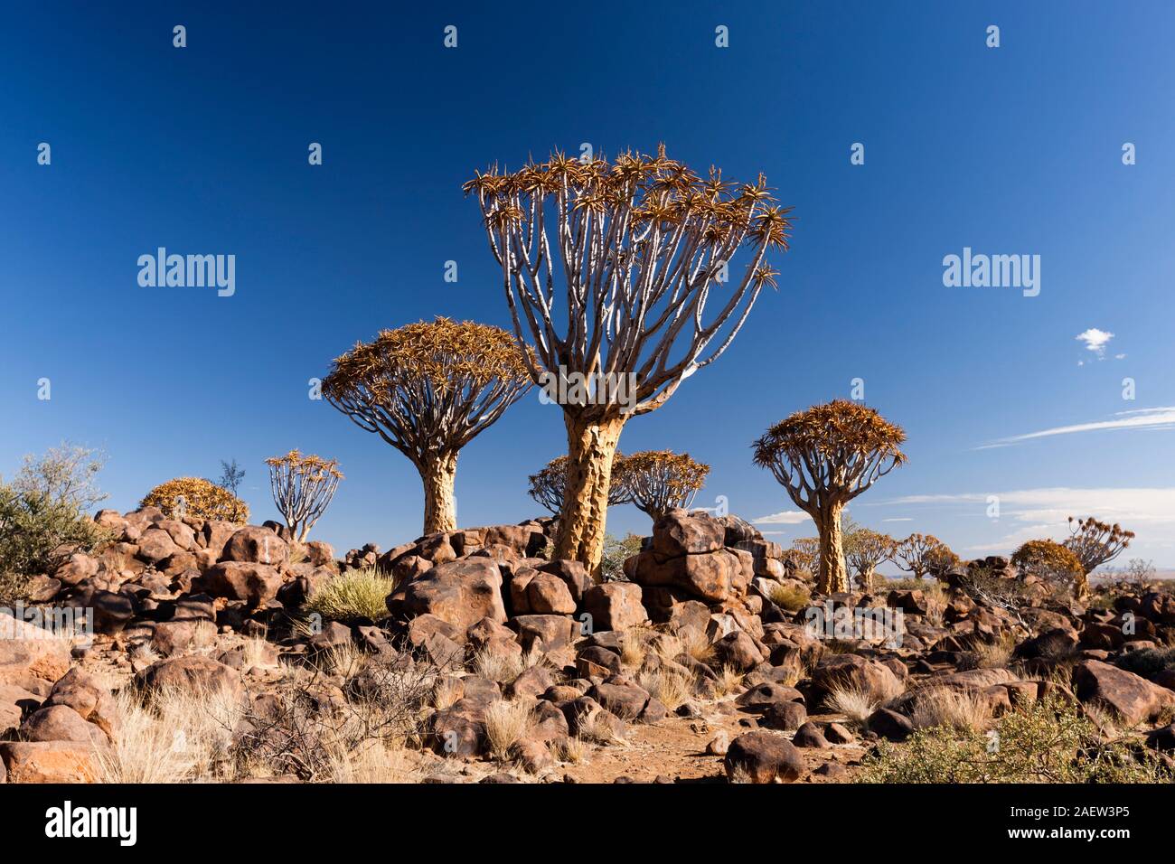 Forêt d'arbres de quiver, dichotoma d'Aloe, plante succulente géante, tôt le matin, Keetmanshoop, Région de Karas, Namibie, Afrique australe, Afrique Banque D'Images