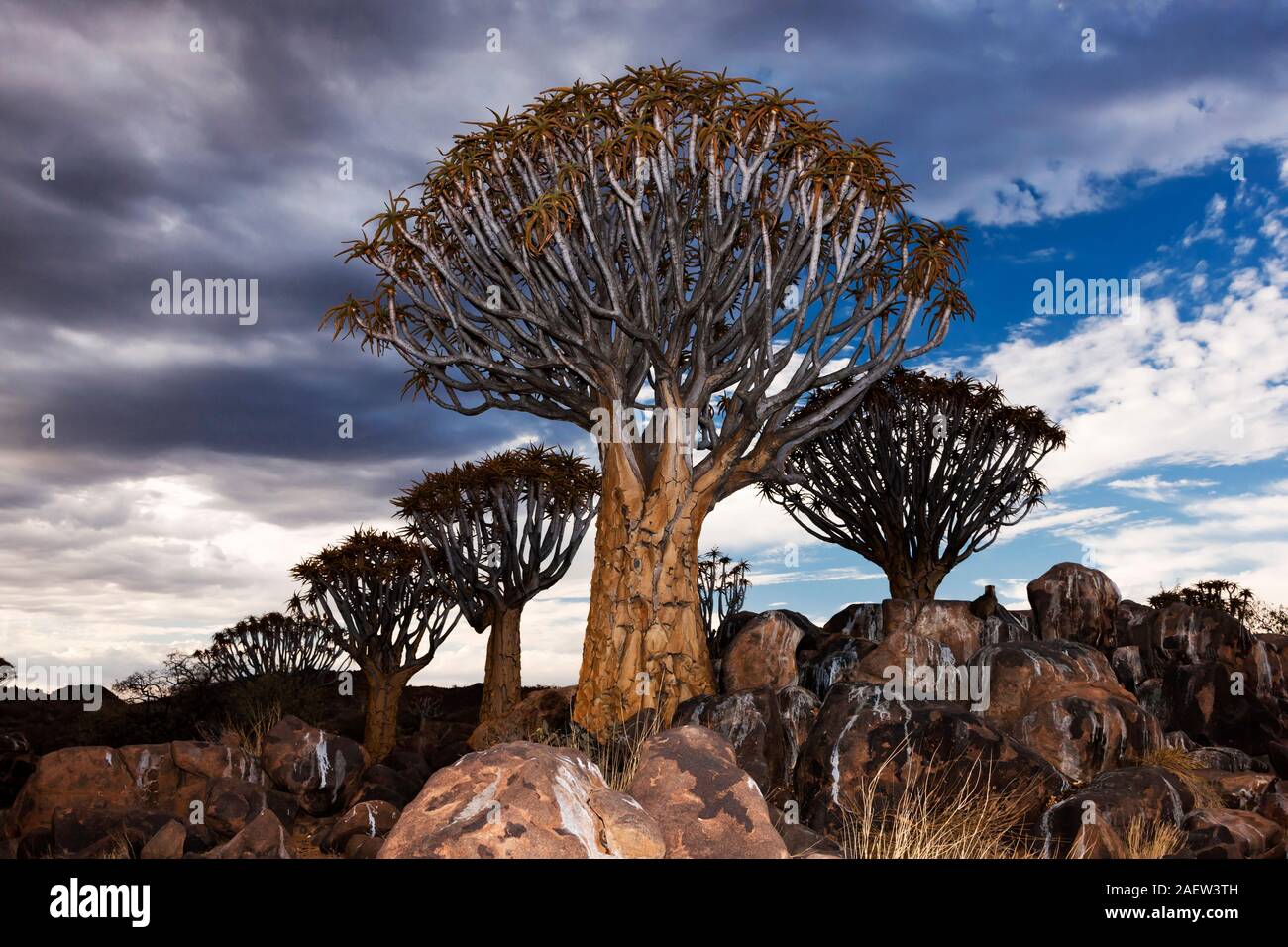 Forêt d'arbres de quiver, dichotoma d'Aloe, soirée, Keetmanshoop, région de Karas, Namibie, Afrique australe, Afrique Banque D'Images