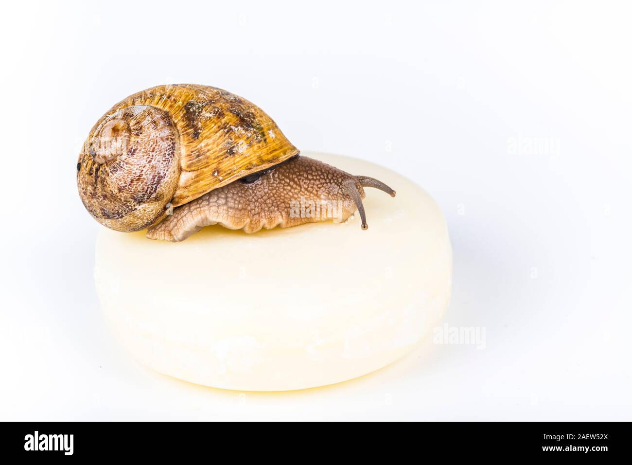 Cosmétique savon blanc avec snail slime sur fond blanc, avec l'escargot  vivant, déménagement sur petit morceau de bois. Très sains et produits  biologiques Photo Stock - Alamy