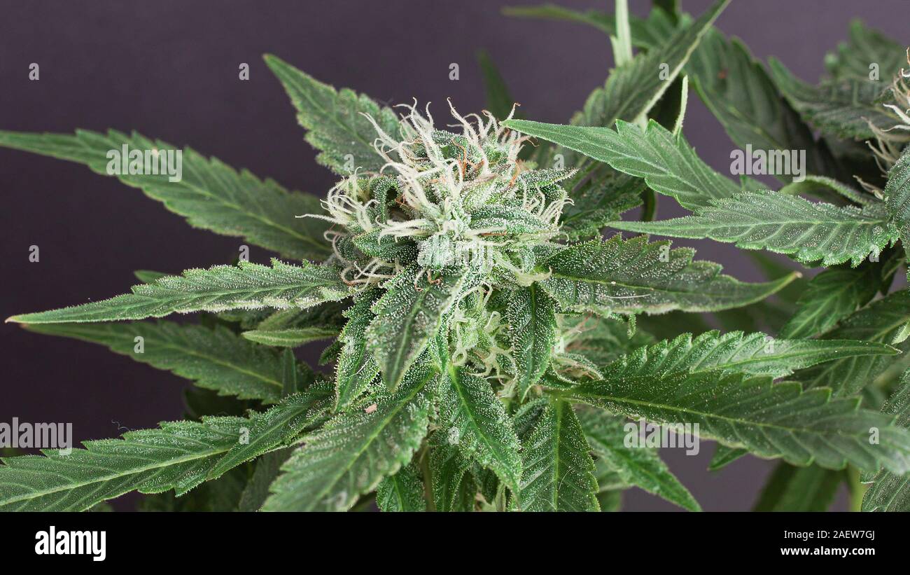 Bud cannabis frais sur un fond gris foncé close up Banque D'Images