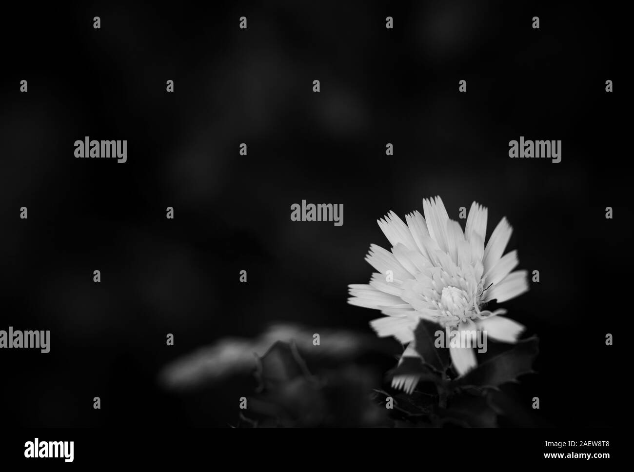 Pissenlit blanc sur fond noir. Travail de fleurs en noir et blanc. Il y a un espace adéquat sur la gauche pour l'écriture. Banque D'Images