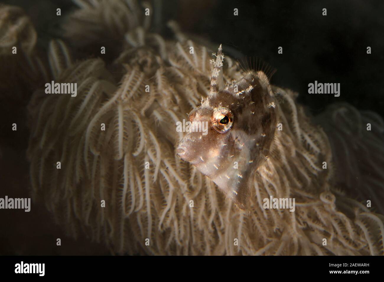 Queue poils (balistes Acreichthys tomentosus). À partir de la macro photographie sous-marine, Lembeh Indonésie Banque D'Images