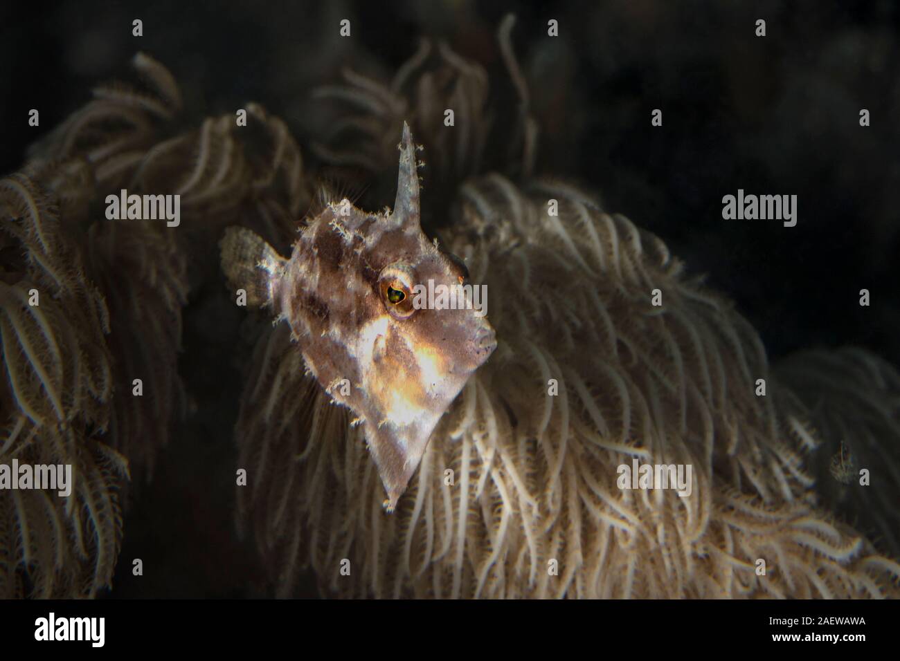 Queue poils (balistes Acreichthys tomentosus). À partir de la macro photographie sous-marine, Lembeh Indonésie Banque D'Images