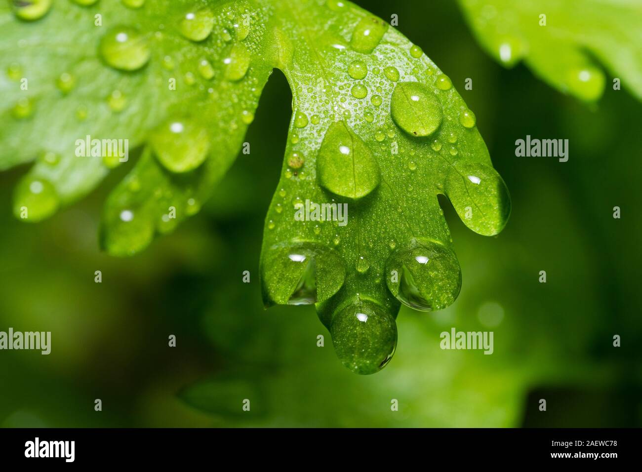 La rosée du matin sur les feuilles de céleri frais et vert Banque D'Images