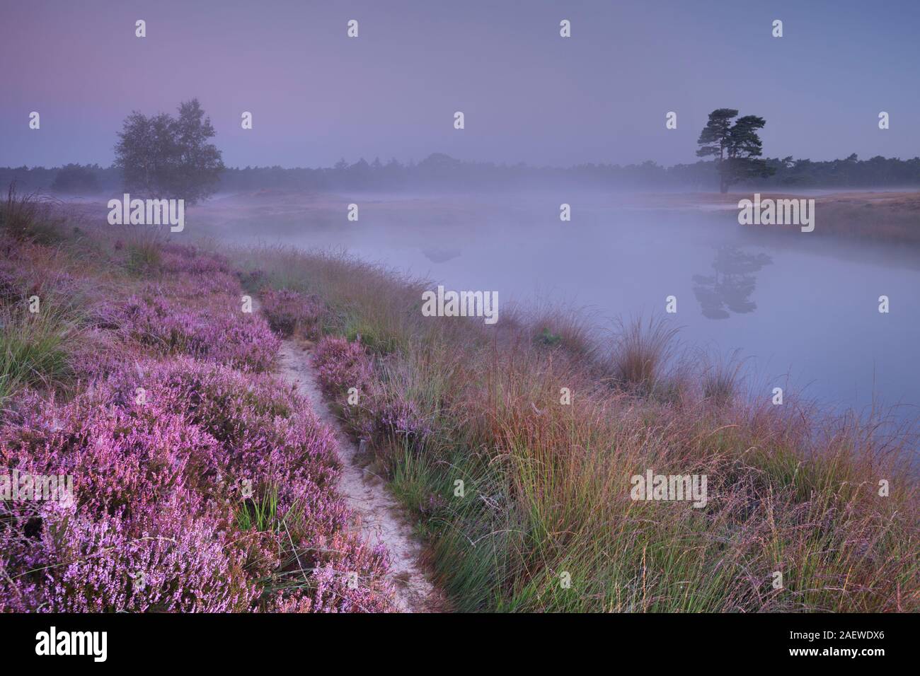 Heather en fleurs le long d'un lac dans les Pays-Bas sur un matin brumeux à l'aube. Banque D'Images