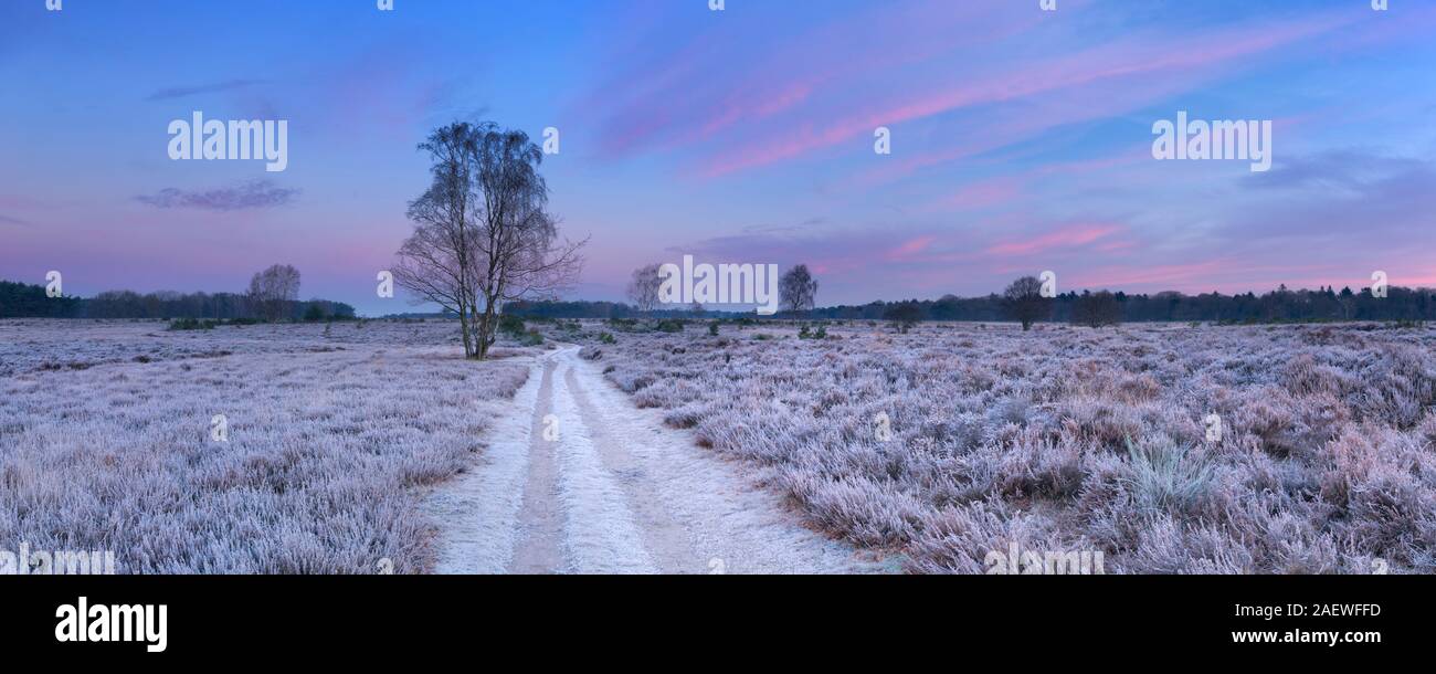 Chemin par Heather dépoli en hiver, photographié juste avant le lever du soleil près de Hilversum aux Pays-Bas. Banque D'Images