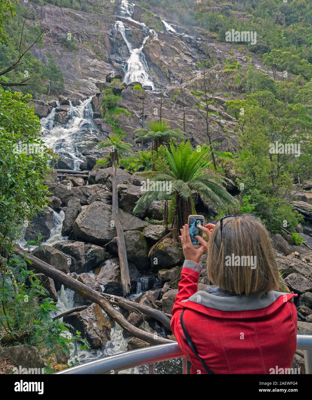 Les 90 mètres de haut St Columba Falls à St Columba Falls State Reserve, Tasmanie, Australie. Banque D'Images
