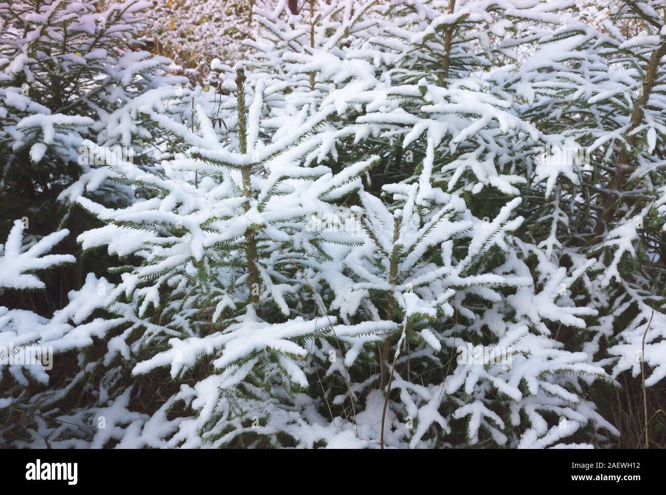 Les petits sapins couverts de neige, hiver naturelles de fond photo Banque D'Images