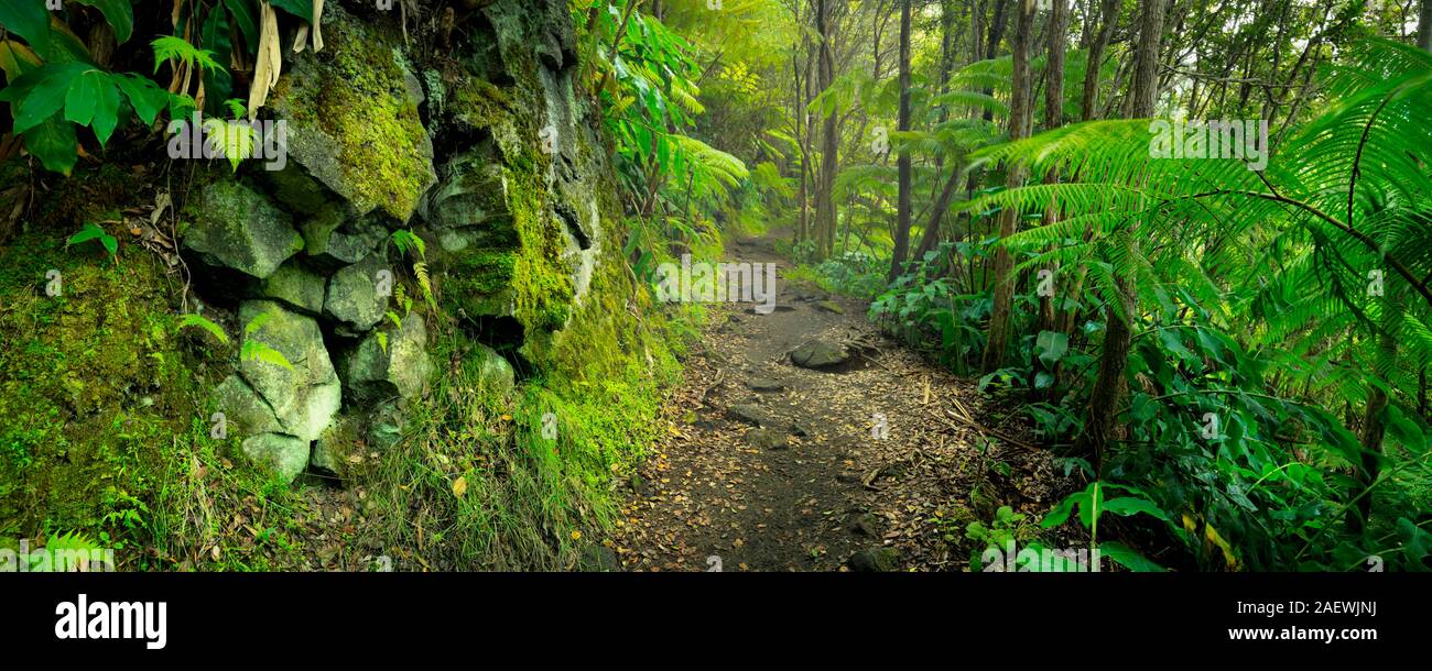 Luxuriante forêt tropicale le long de la piste dans le Kilauea Iki trail dans le Parc National des Volcans, Big Island Hawaii, USA. Banque D'Images