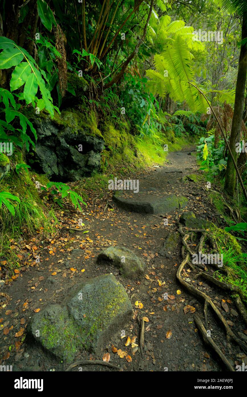 Luxuriante forêt tropicale le long de la piste dans le Kilauea Iki trail dans le Parc National des Volcans, Big Island Hawaii, USA. Banque D'Images
