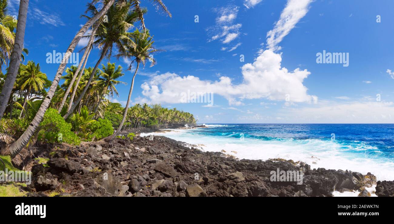 Palmiers et de roches de lave littoral sur la côte sud-est de la Puna, Big Island Hawaii, USA. Banque D'Images