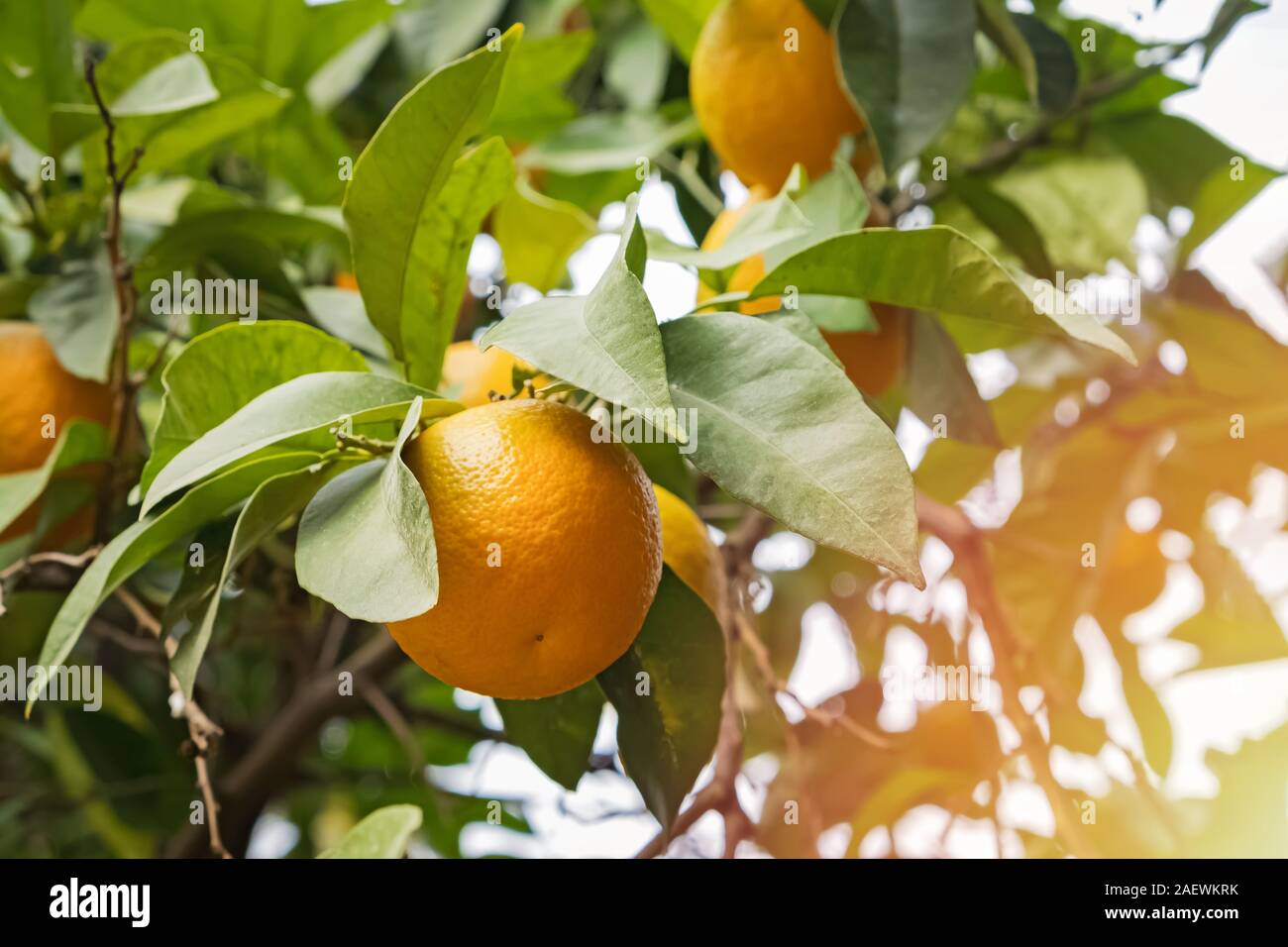 Brunch avec des oranges mûres sur l'arbre Banque D'Images