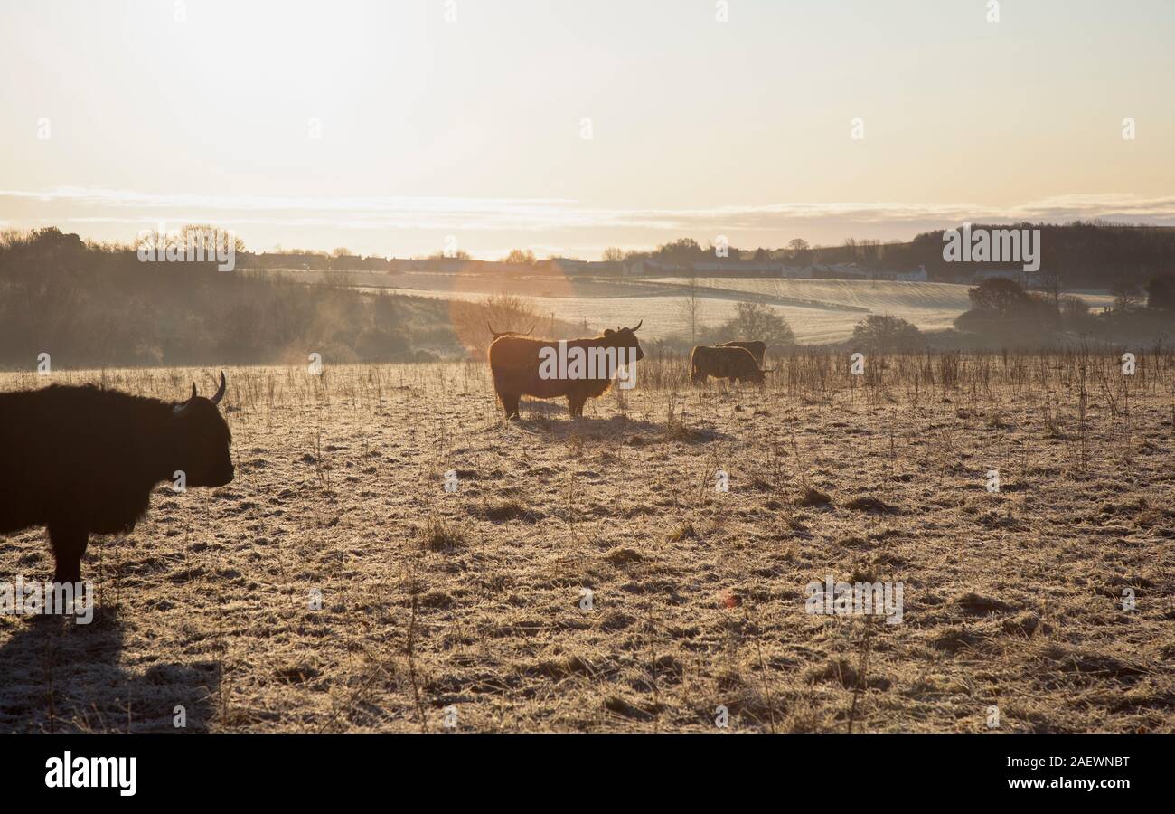 Les vaches Highland dans matin givre sur Daisy Hill, comté de Durham Banque D'Images