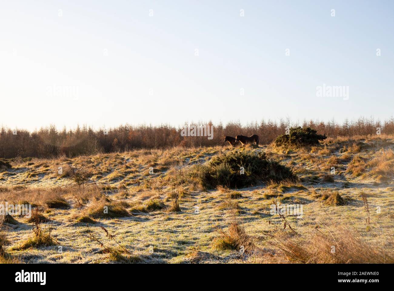 Poneys Exmoor dans matin givre sur Daisy Hill Nature Reserve Banque D'Images