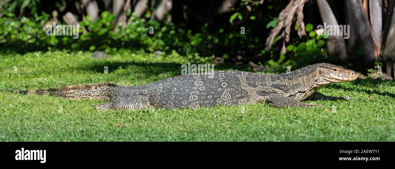 Gros lézard dragon thaïlandais sur l'herbe Banque D'Images