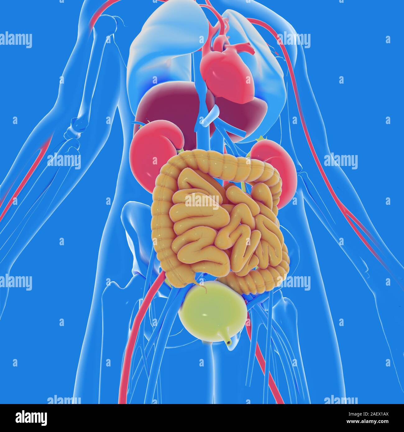 3d illustration de l'intérieur de l'anatomie du corps humain, transparent.  Vue de dessous. Montrant les organes internes avec des couleurs vives, en  soulignant Photo Stock - Alamy